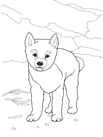 Dingo Puppy Coloring Page